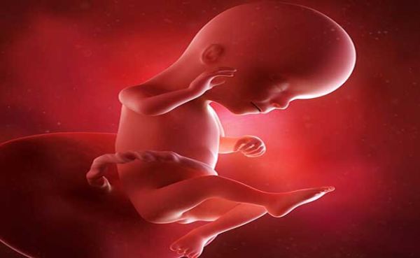 رشد جنین در ماه چهارم بارداری