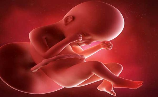 رشد جنین در ماه ششم بارداری