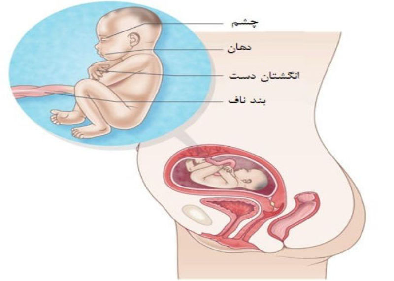 وضعیت جنین در ماه پنجم بارداری